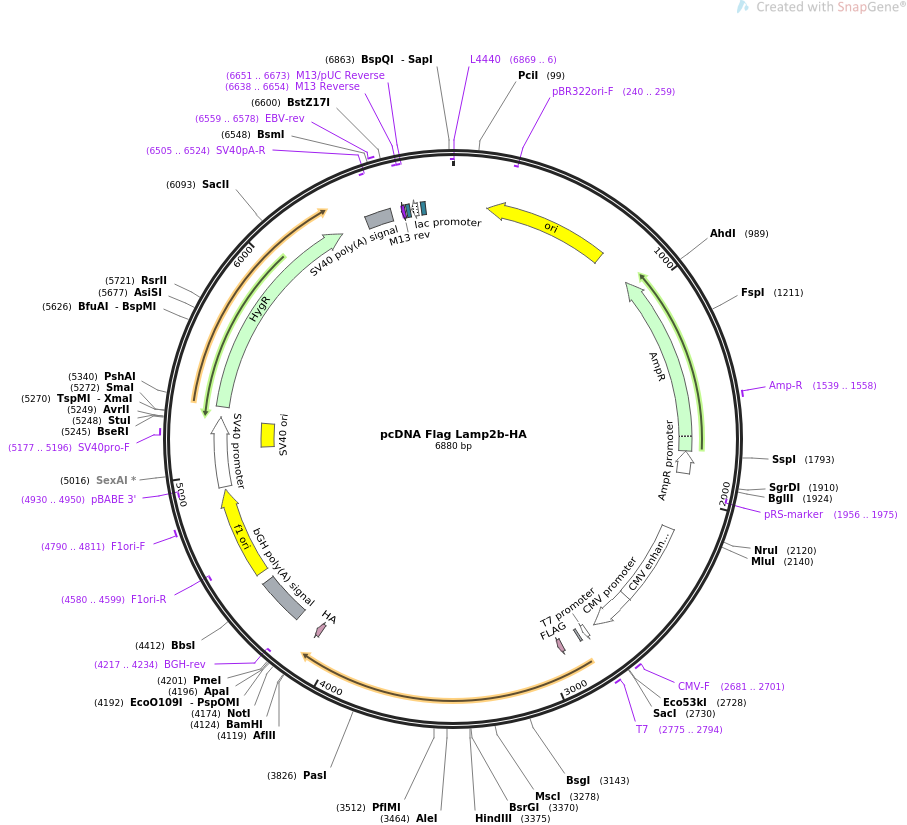 pcDNA Flag Lamp2b-HA质粒图谱